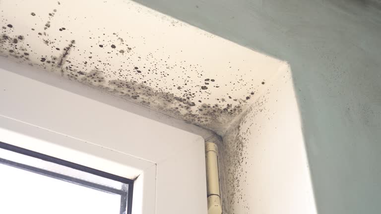 Professional Mold Removal in Leland Grove, IL